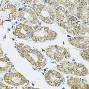 VEPH1 Antibody - Immunohistochemistry of paraffin-embedded human stomach tissue.