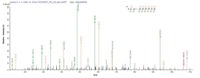 SARS-CoV Matrix Protein - Based on the SEQUEST from database of Baculovirus host and target protein, the LC-MS/MS Analysis result of Recombinant Vesicular stomatitis Indiana virus Matrix protein(M) could indicate that this peptide derived from Baculovirus-expressed Human adenovirus C serotype 5 (HAdV-5) (Human adenovirus 5) DBP.