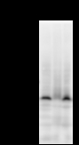 VEZF1 Antibody - Detection of ZNF161 by Western blot. Samples: Whole cell lysate from human HeLa (H, 50 ug) , mouse NIH3T3 (M, 50 ug) and rat F2408 (R, 50 ug) cells. Predicted molecular weight: 56 kDa