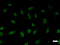 VEZF1 Antibody - Immunostaining analysis in HeLa cells. HeLa cells were fixed with 4% paraformaldehyde and permeabilized with 0.1% Triton X-100 in PBS. The cells were immunostained with anti-ZNF161 mAb.