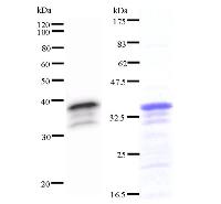 VEZF1 Antibody - Left : Western blot analysis of immunized recombinant protein, using anti-ZNF161 monoclonal antibody. Right : CBB staining of immunized recombinant protein.
