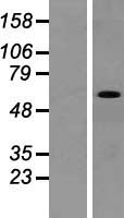 VEZF1 Protein - Western validation with an anti-DDK antibody * L: Control HEK293 lysate R: Over-expression lysate