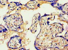 VG5Q / AGGF1 Antibody - Immunohistochemistry of paraffin-embedded human placenta using antibody at 1:100 dilution.
