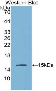 VG5Q / AGGF1 Antibody - Western blot of recombinant VG5Q / AGGF1.