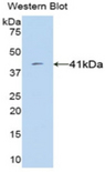 VGF Antibody - Western blot of recombinant VGF.