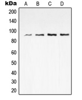 VGF Antibody - Western blot analysis of VGF expression in human brain (A); RAW264.7 (B); PC12 (C) whole cell lysates.