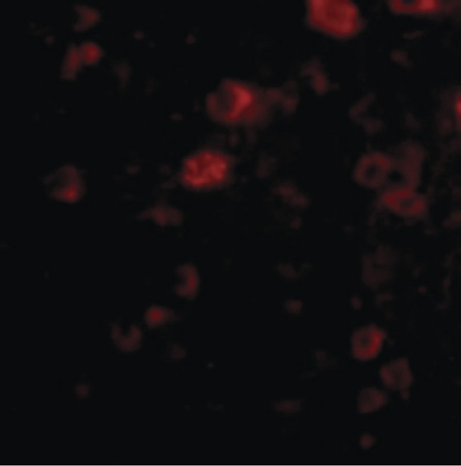 VGF Antibody - Immunofluorescence of VGF in Human Brain cells with VGF antibody at 20 ug/ml.