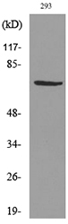 VGF Antibody - Western blot analysis of lysate from 293 cells, using VGF Antibody.