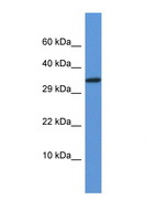 VGLL2 Antibody - VGLL2 antibody Western blot of Small Intestine lysate. Antibody concentration 1 ug/ml. This image was taken for the unconjugated form of this product. Other forms have not been tested.