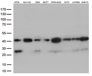 VGLL3 Antibody - Western blot analysis of extracts. (35ug) from 8 different cell lines by using anti-VGLL3 monoclonal antibody. (1:250)