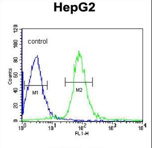 VHL / Von Hippel Lindau Antibody - VHL Antibody flow cytometry of HepG2 cells (right histogram) compared to a negative control cell (left histogram). FITC-conjugated goat-anti-rabbit secondary antibodies were used for the analysis.