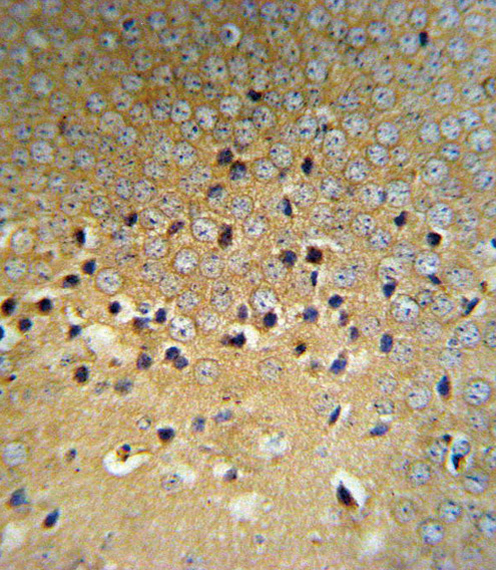 VHL / Von Hippel Lindau Antibody - VHL Antibody (RB18667) IHC of formalin-fixed and paraffin-embedded mouse brain tissue followed by peroxidase-conjugated secondary antibody and DAB staining.