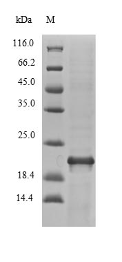 nfuA Protein - (Tris-Glycine gel) Discontinuous SDS-PAGE (reduced) with 5% enrichment gel and 15% separation gel.