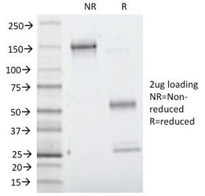 VIL1 / Villin Antibody - SDS-PAGE Analysis of Purified, BSA-Free Villin Antibody (clone VIL1/1314). Confirmation of Integrity and Purity of the Antibody.