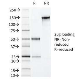 VIL1 / Villin Antibody - SDS-PAGE Analysis of Purified, BSA-Free Villin Antibody (clone VIL1/1325). Confirmation of Integrity and Purity of the Antibody.