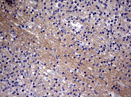 VILIP / VSNL1 Antibody - IHC of paraffin-embedded Human embryonic cerebellum using anti-VSNL1 mouse monoclonal antibody. (Heat-induced epitope retrieval by 10mM citric buffer, pH6.0, 120°C for 3min).