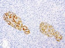 VILIP / VSNL1 Antibody - Immunohistochemical staining of paraffin-embedded human pancreas using anti-VSNL1 clone UMAB115 mouse monoclonal antibody  at 1:200 with Polink2 Broad HRP DAB detection kit; heat-induced epitope retrieval with GBI Citrate pH6.0 HIER buffer using