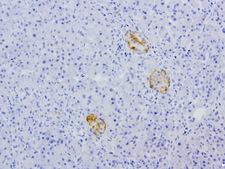 VILIP / VSNL1 Antibody - Immunohistochemical staining of paraffin-embedded human pancreas using anti-VSNL1 clone UMAB116 mouse monoclonal antibody  at 1:200 with Polink2 Broad HRP DAB detection kit; heat-induced epitope retrieval with GBI Citrate pH6.0 HIER buffer using