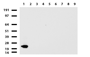 VILIP / VSNL1 Antibody - Western blot of cell lysates. (35ug) from 9 different cell lines. (1: HepG2, 2: HeLa, 3: SV-T2, 4: A549. 5: COS7, 6: Jurkat, 7: MDCK, 8: PC-12, 9: MCF7).