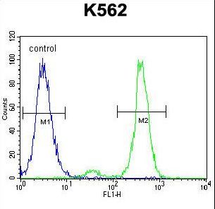 Villin-Like / VILL Antibody - VILL Antibody flow cytometry of K562 cells (right histogram) compared to a negative control cell (left histogram). FITC-conjugated goat-anti-rabbit secondary antibodies were used for the analysis.