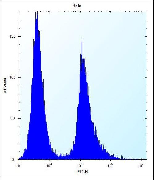 Vimentin Antibody - Vimentin Antibody flow cytometry of HeLa cells (right histogram) compared to a negative control cell (left histogram). FITC-conjugated donkey-anti-rabbit secondary antibodies were used for the analysis.