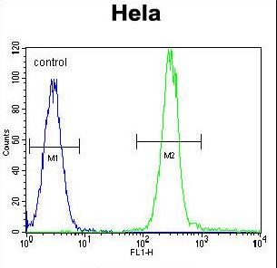 Vimentin Antibody - Vimentin Antibody flow cytometry of HeLa cells (right histogram) compared to a negative control cell (left histogram). FITC-conjugated goat-anti-rabbit secondary antibodies were used for the analysis.