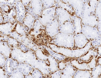 Vimentin Antibody - IHC-P: Vimentin antibody testing of rat kidney. Required HIER: Boil the paraffin sections in 10mM citrate buffer, pH6, for 20 mins.