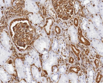 Vimentin Antibody - IHC-P: Vimentin antibody testing of mouse kidney. Required HIER: Boil the paraffin sections in 10mM citrate buffer, pH6, for 20 min.