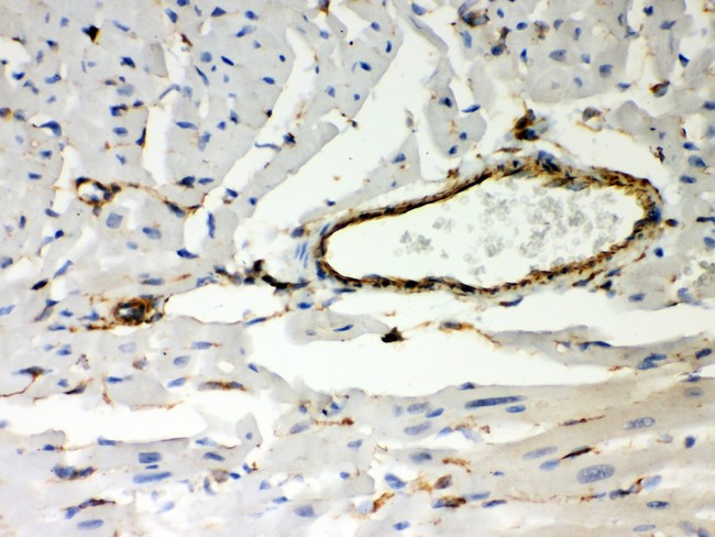 Vimentin Antibody - Vimentin antibody IHC-paraffin: Mouse Cardiac Muscle Tissue.
