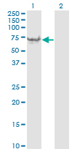 Vimentin Antibody - Western Blot analysis of VIM expression in transfected 293T cell line by VIM monoclonal antibody (M01), clone 3E9.Lane 1: VIM transfected lysate(53.7 KDa).Lane 2: Non-transfected lysate.