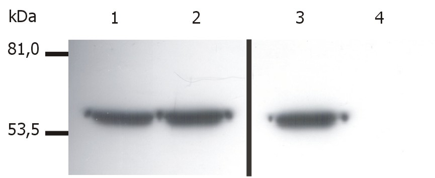 Vimentin Antibody - Western Blotting analysis of Vimentin in whole cell lysate of LEP-19 human fibroblast cell line (1,3) and 3T3 mouse fibroblast cell line (2,4).  Lane 1,2: immunostaining with anti-Vimentin (VI-01)  Lane 3,4: immunostaining with anti-human Vimentin (VI-RE/1)