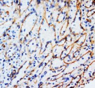 Vimentin Antibody -  This image was taken for the unconjugated form of this product. Other forms have not been tested.