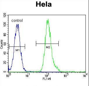 Vimentin Antibody - VIME Antibody flow cytometry of HeLa cells (right histogram) compared to a negative control cell (left histogram). FITC-conjugated goat-anti-rabbit secondary antibodies were used for the analysis.