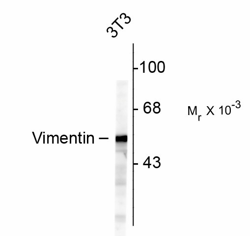 Vimentin Antibody - Western Blot of VIM antibody. Western blot of NIH 3T3 cells showing specific immunolabeling of ~50k Vimentin protein