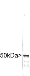 Vimentin Antibody - Western blot of crude extract of human embryonic kidney Hek293 cells stained with Vimentin antibody, showing a single strong clean band at ~50kDa.