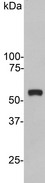 Vimentin Antibody - Western blot of crude extract of HeLa cells stained with Vimentin antibody, showing a single strong clean band at 55 kDa.
