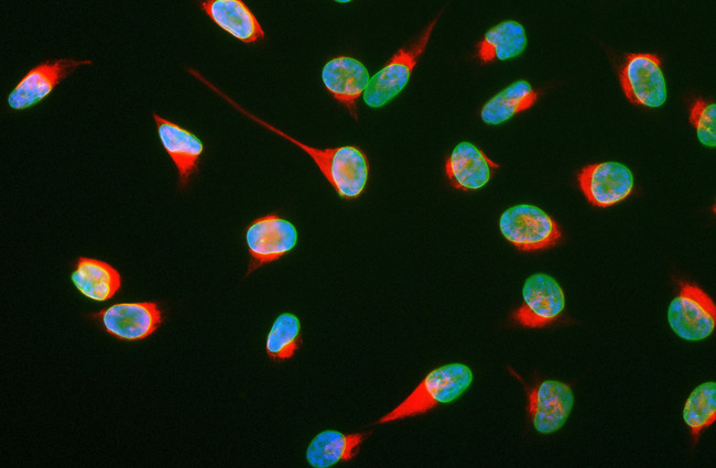 Vimentin Antibody - View of HeLa cells stained with Vimentin antibody (red) and counterstained with Monoclonal antibody to Lamin A/C antibody 4C4 (in green). DNA is blue. Vimentin antibody antibody reveals strong cytoplasmic intermediate filament staining, while MCA-4C4 antibody reveals strong nuclear lamina staining.