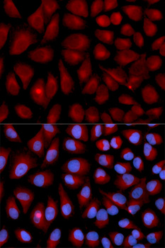 Vimentin Antibody - Immunofluorescence analysis of U2OS cells.
