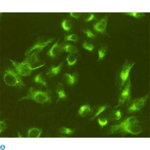Vimentin Antibody - Immunocytochemistry staining of Hela cells fixed with 4% Paraformaldehyde and using anti-Vimentin mouse mAb (dilution 1:800).