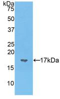 VIP Antibody - Western Blot; Sample: Recombinant VIP, Mouse.