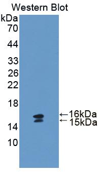 VIP Antibody - Western Blot; Sample: Recombinant protein.