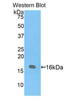 VIP Antibody - Western blot of recombinant VIP.  This image was taken for the unconjugated form of this product. Other forms have not been tested.