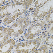 VIP Antibody - Immunohistochemistry of paraffin-embedded human stomach using VIP antibody (40x lens).