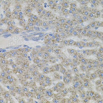 VIP Antibody - Immunohistochemistry of paraffin-embedded rat liver using VIP antibody (40x lens).