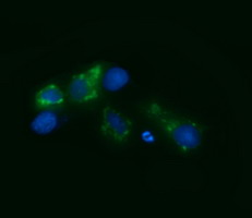 VIPERIN / RSAD2 Antibody - Anti-RSAD2 mouse monoclonal antibody immunofluorescent staining of COS7 cells transiently transfected by pCMV6-ENTRY RSAD2.