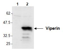 VIPERIN / RSAD2 Antibody - Detection of mouse Viperin in L929 cells by Western Blot using PAb to Viperin (AT131). Cell extracts from L929 cell either unstimulated (lane 1) or stimulated for 24h with poly(dA.dT) poly(dT.dA) at 3 ug/ml (lane 2) were resolved by SDS-PAGE under reducing conditions, transferred to nitrocellulose and incubated with the PAb to Viperin (AT131) at a 1:1000 dilution for 1 hour. Proteins were visualized using a peroxidase-conjugated polyclonal antibody to rabbit IgG and a chemiluminescence detection system.