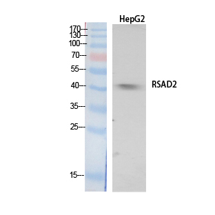 VIPERIN / RSAD2 Antibody - Western Blot analysis of extracts from HepG2 cells using RSAD2 Antibody.