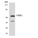 VIPR1 Antibody - Western blot of the lysates from HeLa cells using VIPR1 antibody.