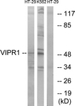 VIPR1 Antibody - Western blot of extracts from HT-29/K562 cells, using VIPR1 Antibody. The lane on the right is treated with the synthesized peptide.
