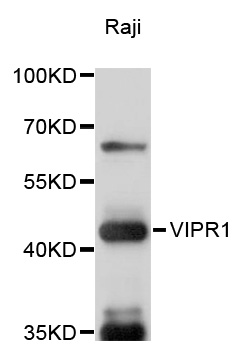 VIPR1 Antibody - Western blot analysis of extracts of Raji cells, using VIPR1 antibody at 1:1000 dilution. The secondary antibody used was an HRP Goat Anti-Rabbit IgG (H+L) at 1:10000 dilution. Lysates were loaded 25ug per lane and 3% nonfat dry milk in TBST was used for blocking. An ECL Kit was used for detection and the exposure time was 5s.